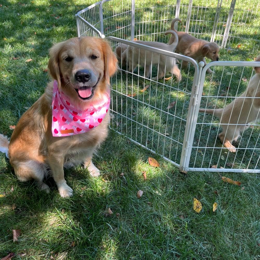 FXW Decorative Garden Fence for Yard, 32in(H) x 108ft(L) 48 Panels Heavy Duty No Dig Metal Fencing with Gate, Tall Animal Border Barrier for Dogs, White│Patented