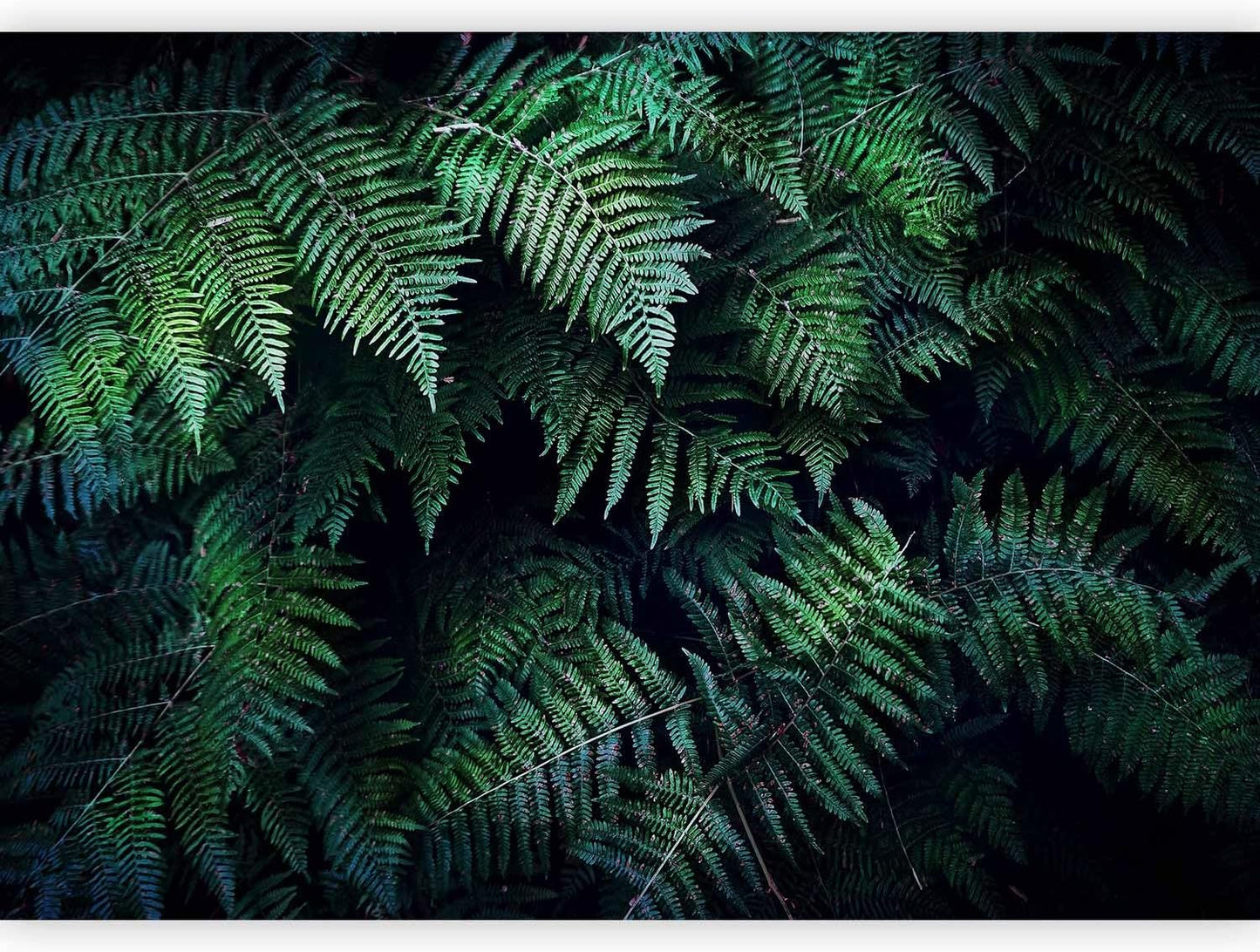 artgeist Premium Wall Mural 3D Effect 138x101 in - XXL Non-Woven Wallpaper Fleece Wall Decor Photo Print Picture Image Design Home Tropical Leaves b-C-0564-a-a