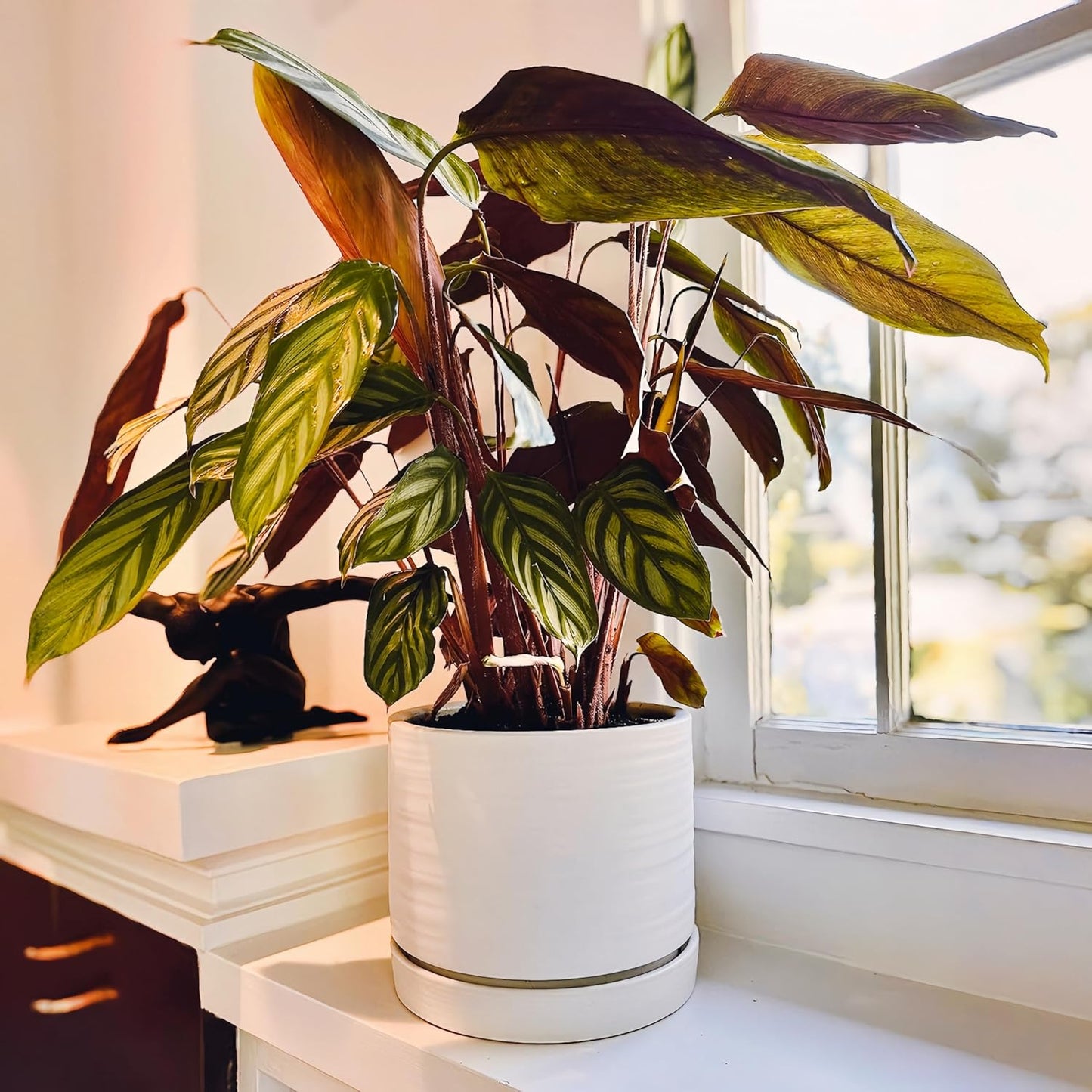 8 Inch Pots for Plants, Ceramic Planter Pot with Drainage Hole & Saucer, Indoor/Outdoor Cylinder Round Planter Pot, Matte White