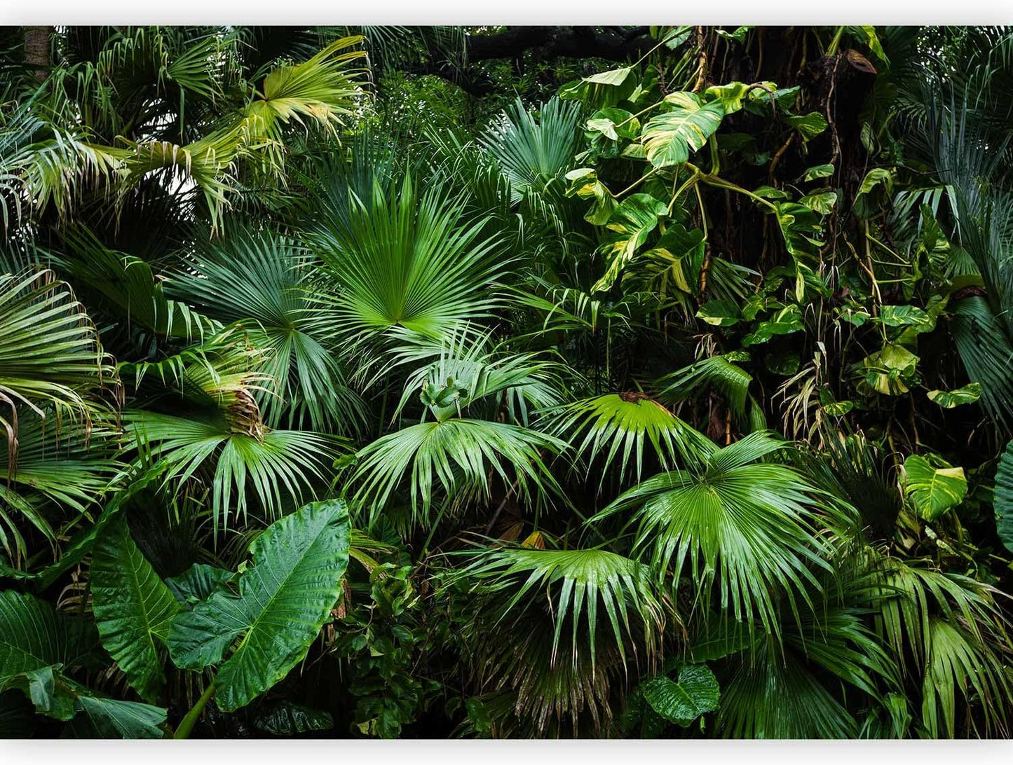 artgeist Wall Mural Tropical 138x101 in - XXL Non-Woven Wallpaper Fleece Wall Decor Photo Print Picture Image Design Home b-B-0312-a-a